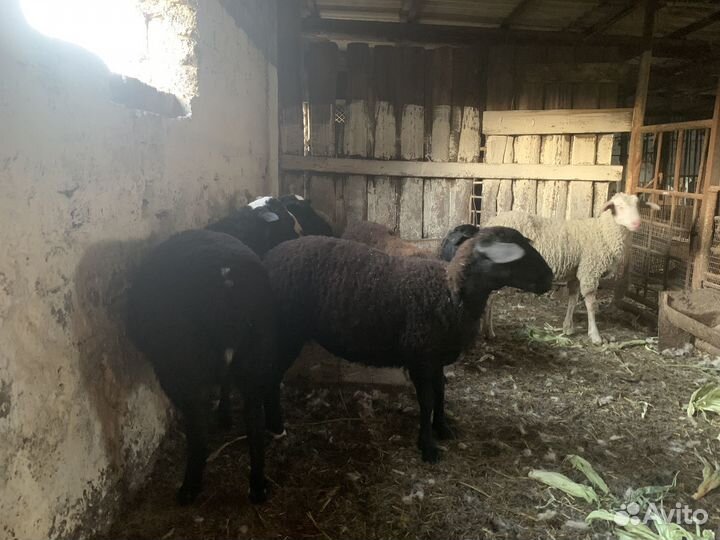 Овцы бараны ягнята