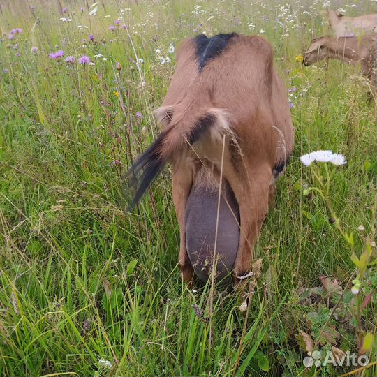 Козы и козлята