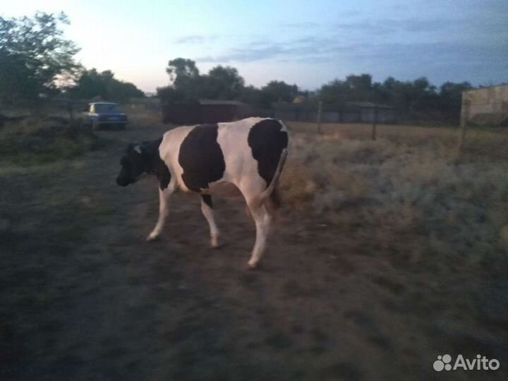 Телки стельные