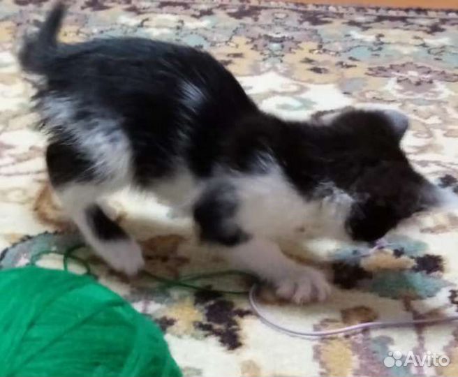 Котянок ищет дом (2 мес., девочка)