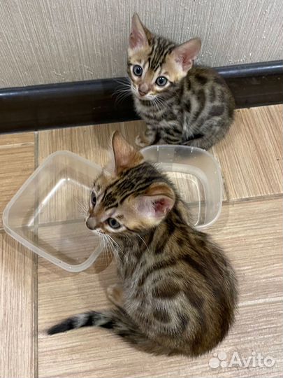 Бенгальские котята