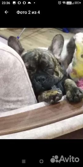 Кобель французский бульдог для вязки