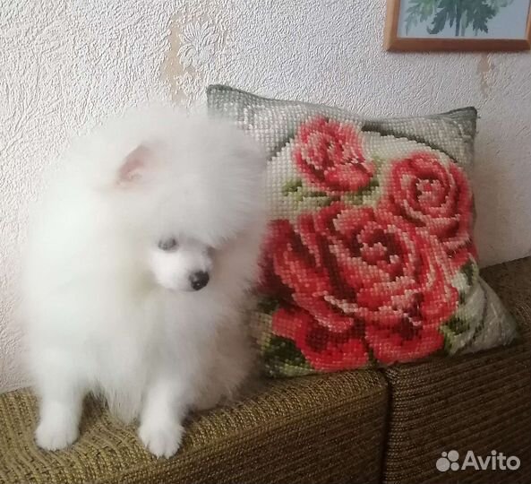 Шпиц девочка и мальчик