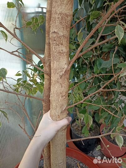 Фикус бенджамина пестролистный