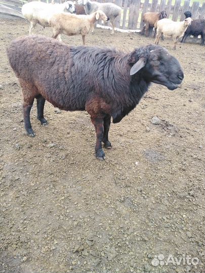 Баран на племя
