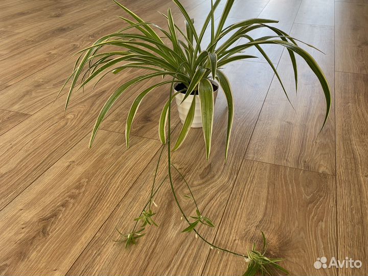 Хлорофитум