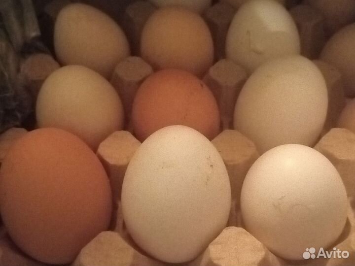 Домашние куриные яйца