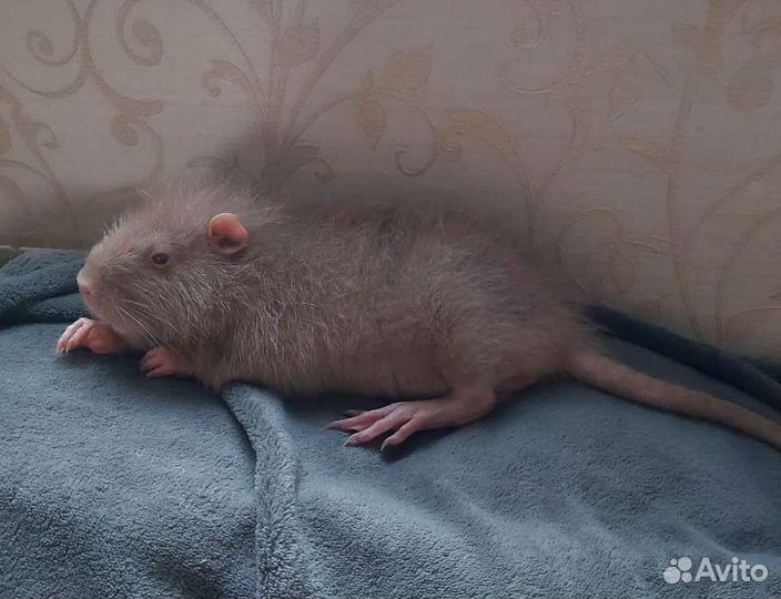 Нутрия домашний питомец