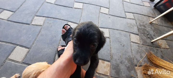 Щенки кокер спаниеля