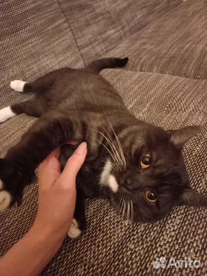 Кот в добрые руки