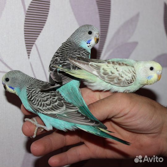 Волнитые попугаи и др