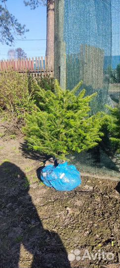 Пихта сибирская Алтайская