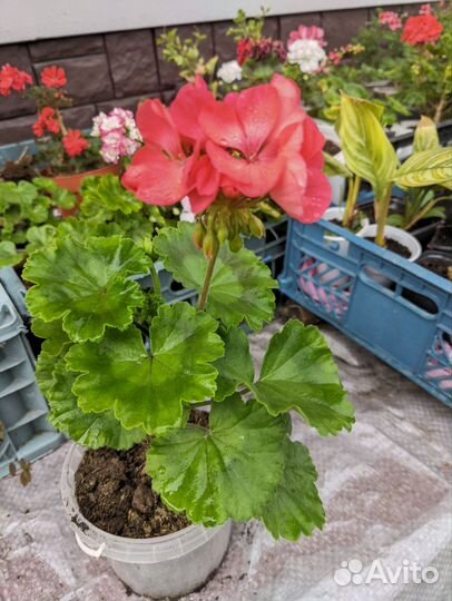 Пеларгония