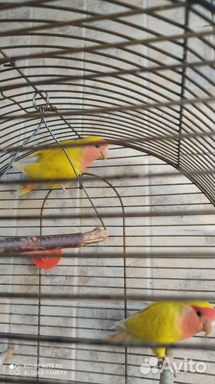 Неразлучники