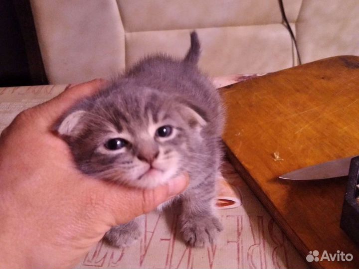 Продаю котят