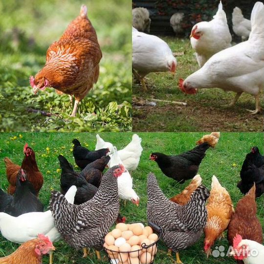 Куры молодки