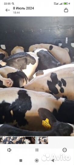 Бычки на откорм