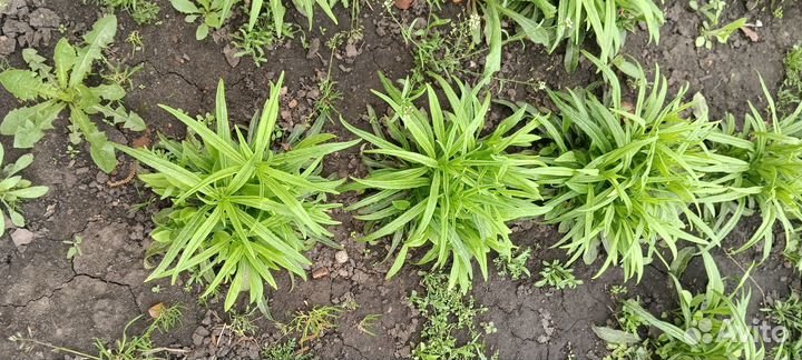 Многолетники: гвоздика, колокольчик