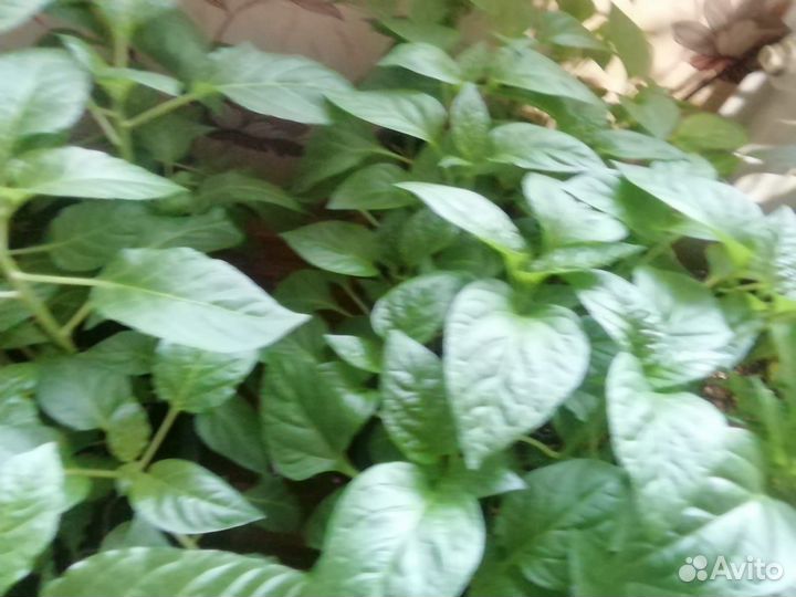 Перец Болгарский сладкий и острый