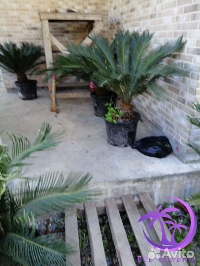 Пальма Цикас большая