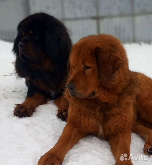 Собачья шерсть