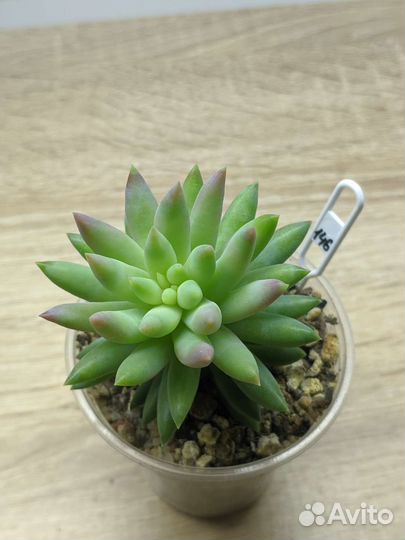 Суккуленты (1)