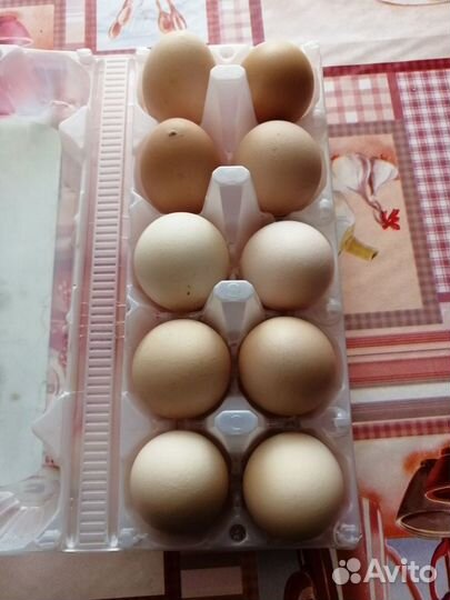 Яйцо домашнее