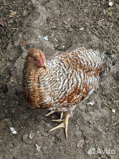 Молодой петух Белефельдер