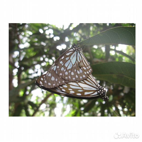 Цифровой фотоаппарат Canon PowerShot A580