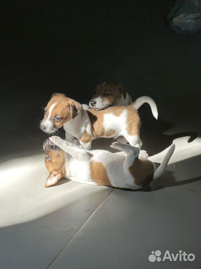 Чистокровные Щенки Джек Рассел терьер