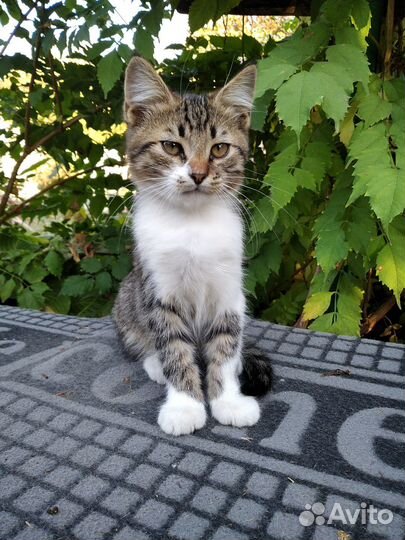 Отдадим котёнка