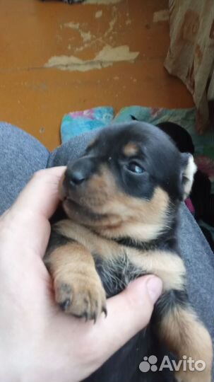 Маленькая собака