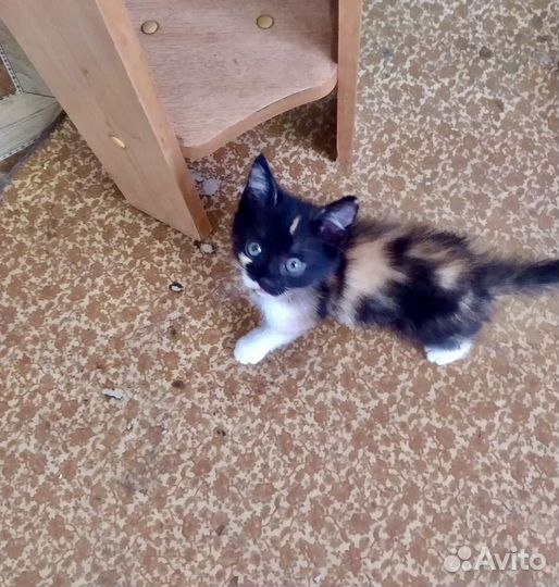 Кошечка трехцветная (окрас Калико) Борзя