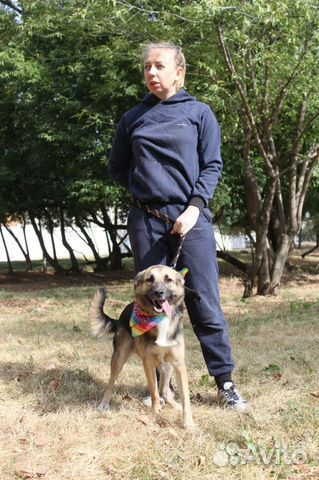 Собаки бесплатно в добрые руки