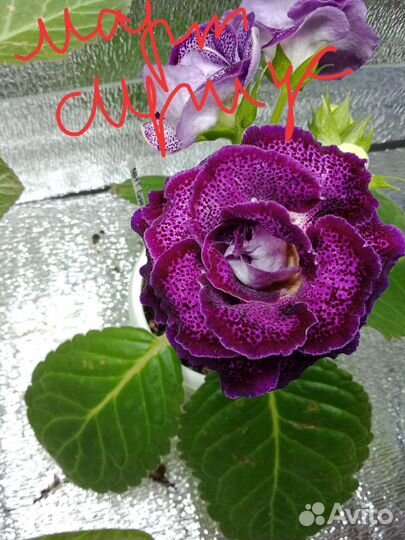 Глоксиния махровая