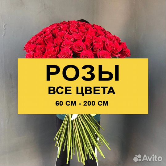 Розы 25 Роза 31 Роза 51 Роза 101.Ароматные розы