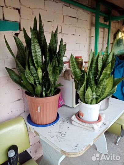 Сансевиерия