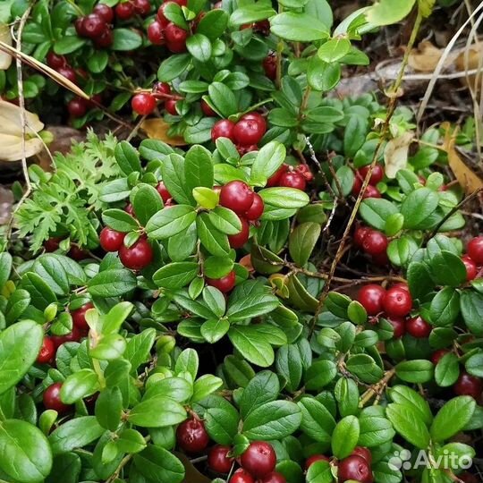 Брусника свежая чистая