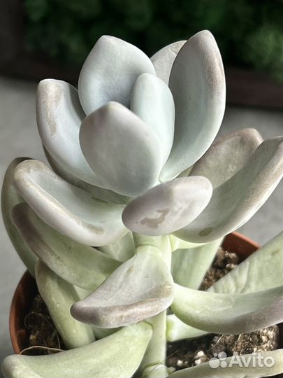 Пахифитум Глютиникауле (Pachyphytum Glutinicaule)