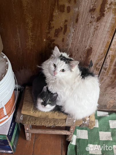 Кошечке нужен дом