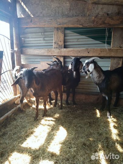 Англо нубийский козел