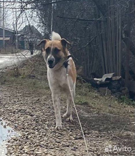 Любитель игр, активных прогулок ищет семью