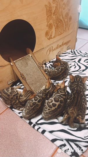 Бенгальские котята
