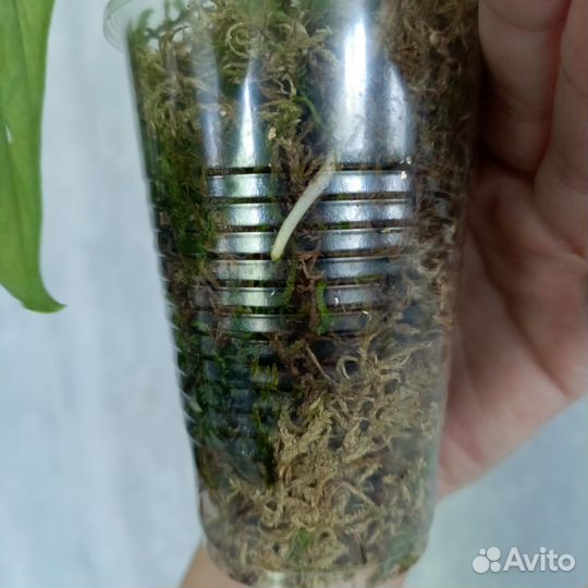 Монстера адансона вариегатная