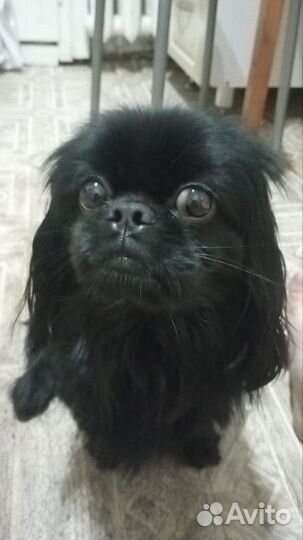 Вязка собак пекинес