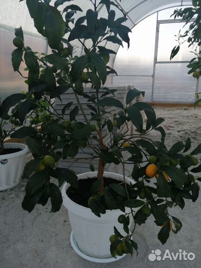 Кумкват маргарита