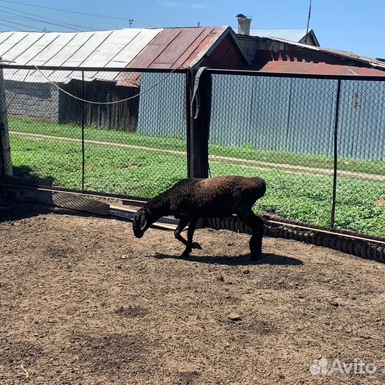 Эдельбаевский баран