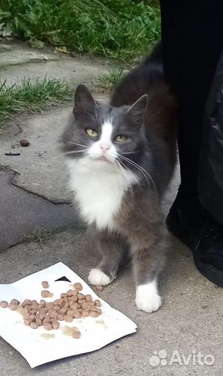 Кошка спокойная