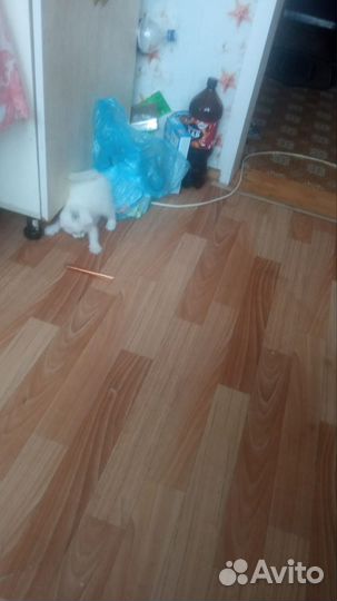 Котик в добрые руки от вислоухой кошки