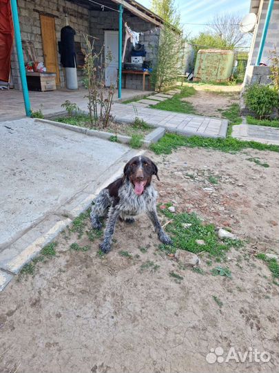 Дратхаар. Вязка